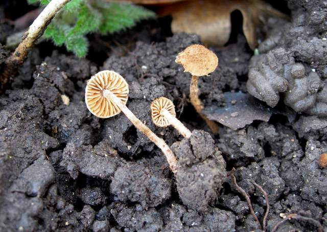 le  Specie  invernali  del  Leimental